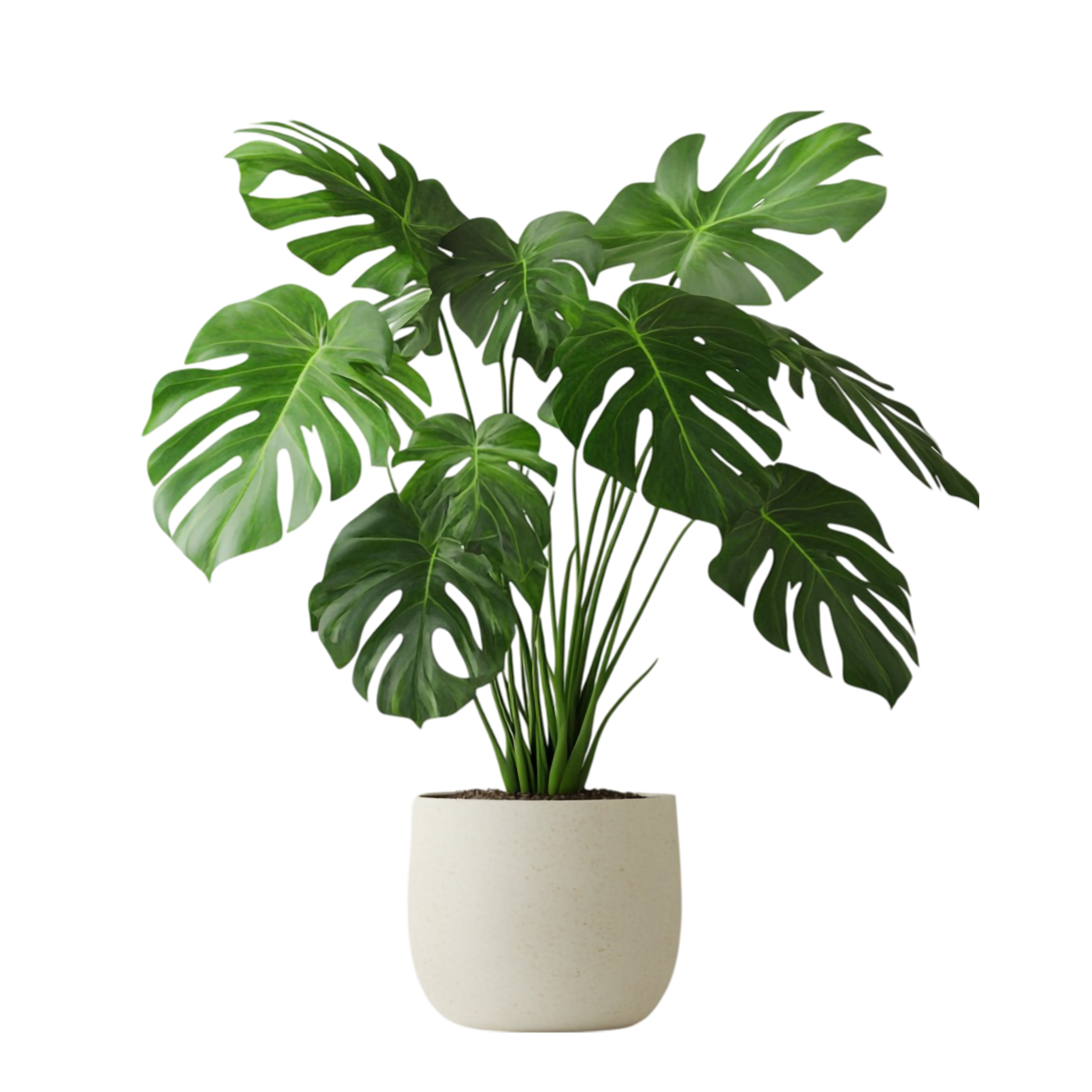plant2