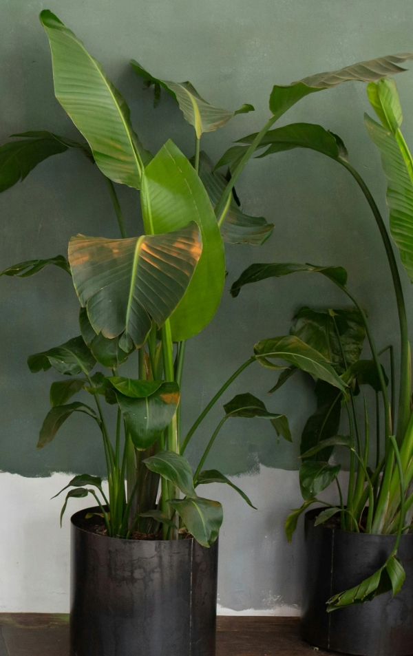 GreenBG