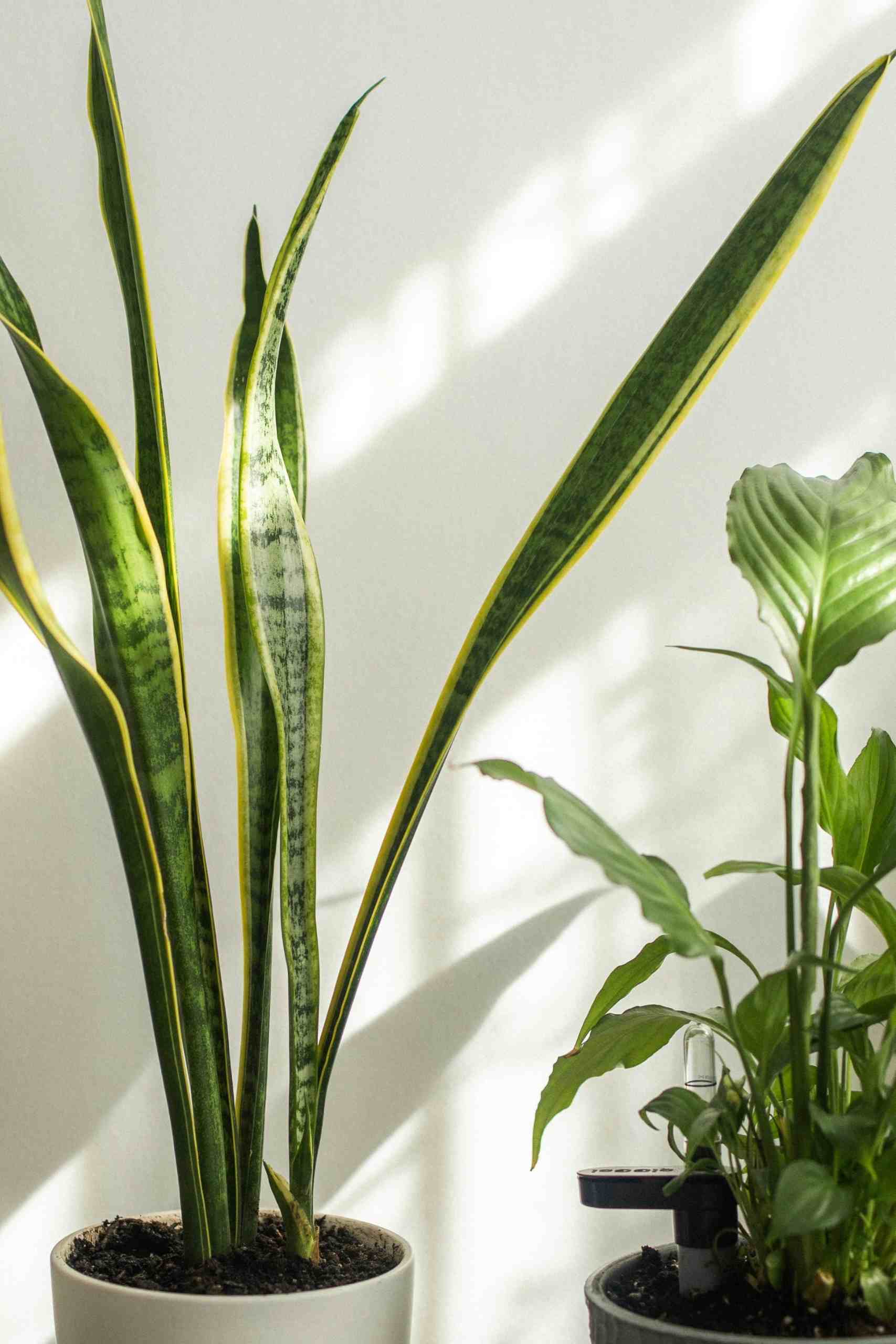 SnakePlant